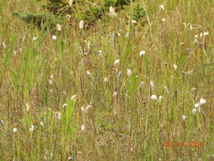 Eriophorum chamissonis