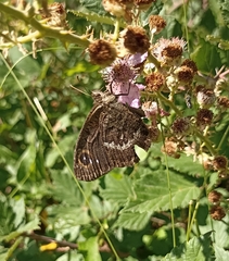 Satyrus actaea