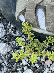 Portulaca halimoides