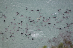 Arctocephalus pusillus pusillus