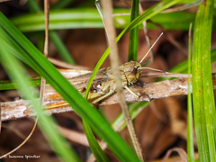 Gomphocerippus rufus