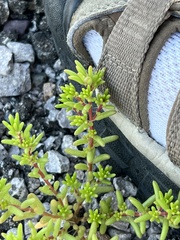 Portulaca halimoides