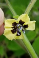 Physalis pubescens