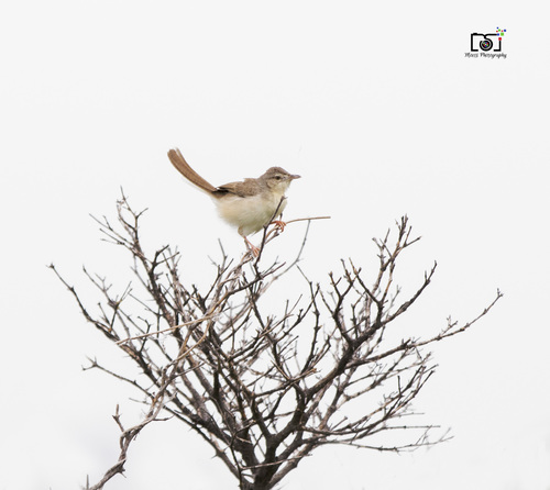 Prinia lepida