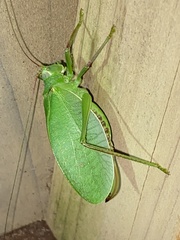 Pterophylla camellifolia