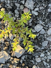 Portulaca halimoides