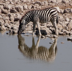 Equus quagga burchellii