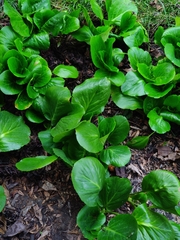 Bergenia