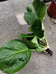 Bergenia