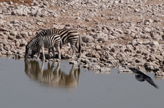 Equus quagga burchellii