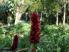 Costaceae