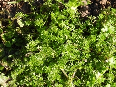 Anacyclus