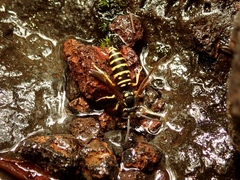 Vespula austriaca