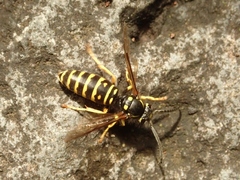 Vespula austriaca