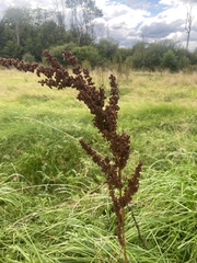 Rumex crispus