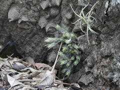 Tillandsia tricholepis
