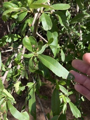 Ehretia saligna membranifolia