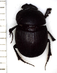 Hamonthophagus depressus