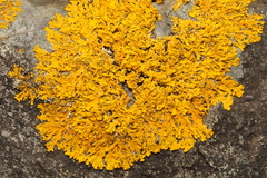 Xanthoria