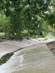 Vulpes vulpes fulvus