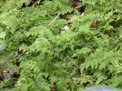 Thuidium