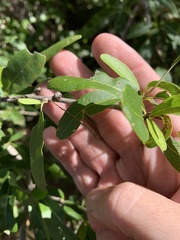 Ehretia saligna membranifolia