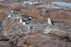 Larus dominicanus vetula