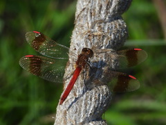 Sympetrum pedemontanum