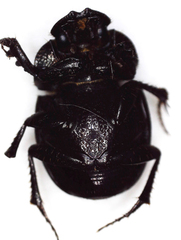 Hamonthophagus depressus