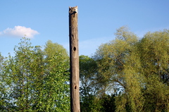 Dendrocopos major