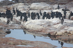 Phalacrocorax capensis