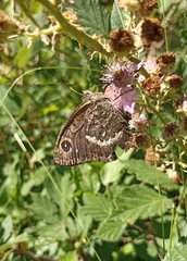Satyrus actaea