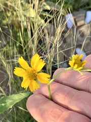 Verbesina encelioides