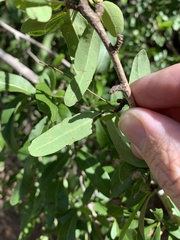 Ehretia saligna membranifolia