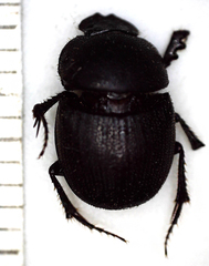 Hamonthophagus depressus