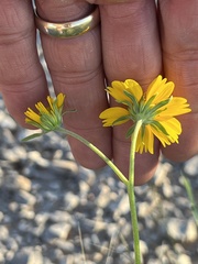 Verbesina encelioides