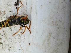 Polistes nimpha
