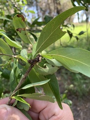 Ehretia saligna membranifolia