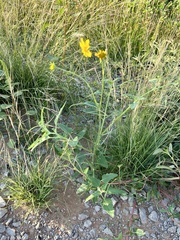 Verbesina encelioides