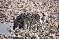 Equus quagga burchellii
