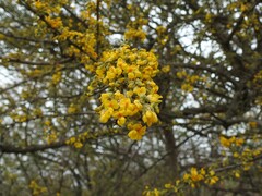 Geoffroea decorticans