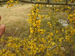 Geoffroea decorticans