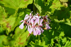 Pelargonium zonale