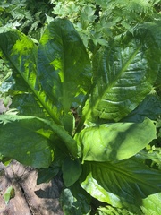 Lysichiton americanus
