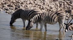 Equus quagga burchellii