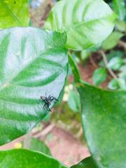 Salticidae