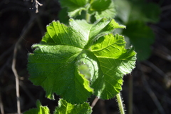 Pelargonium capitatum