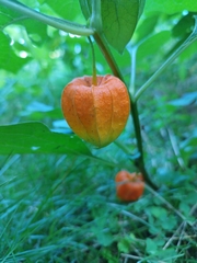 Alkekengi officinarum