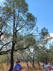 Callitris columellaris