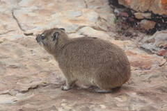 Procavia capensis
